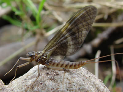March brown Mayfly